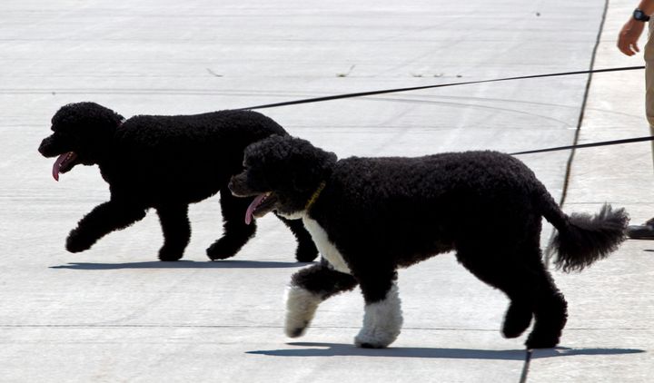 Bo and Sunny walk on the tarmac with their handlers to board Air Force One before the arrival of President Barack Obama and his family in August 2016.
