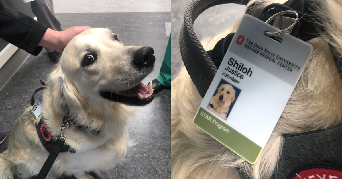 Aux Etats Unis Un Hopital Embauche Un Chien Pour Remonter Le Moral Des Soignants Le Huffpost