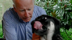 Joe Biden se fisura el tobillo jugando con su perro y podría jurar el cargo con