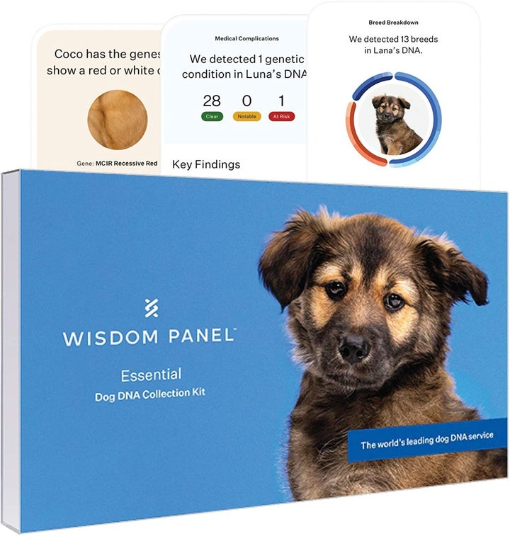 Wisdom Panel dog DNA Cyber Monday deal for 2020.