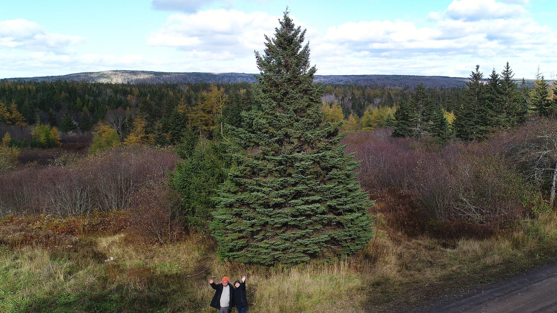A Tree For Boston How The Halifax Explosion Led To An A Tree For Boston How The Halifax Explosion Led To An