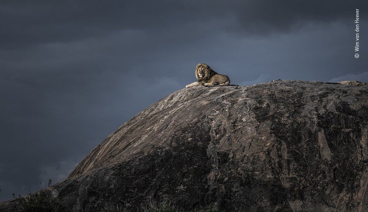 (Wim van den Heever/Wildlife Photographer of the Year/PA)