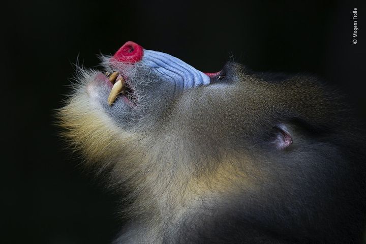 (Mogens Trolle/Wildlife Photographer of the Year/PA)