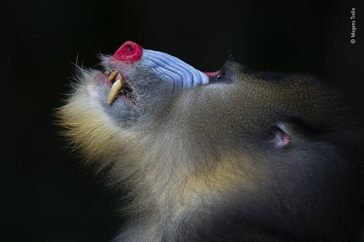 (Mogens Trolle/Wildlife Photographer of the Year/PA)