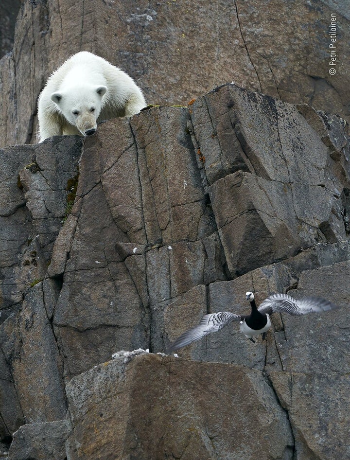 (Petri Pietilainen/Wildlife Photographer of the Year/PA)