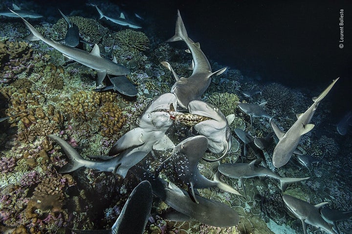 (Laurent Ballesta/Wildlife Photographer of the Year/PA)