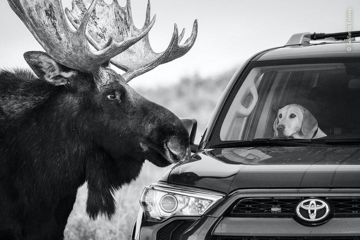 (Guillermo Esteves/Wildlife Photographer of the Year/PA)