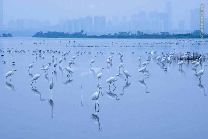 (Joseph Dominic Anthony/Wildlife Photographer of the Year)