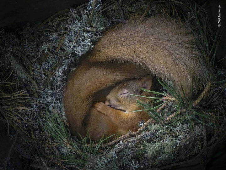 (Neil Anderson/Wildlife Photographer of the Year/PA)