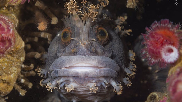 Andrey Shpatak/Wildlife Photographer of the Year/PA