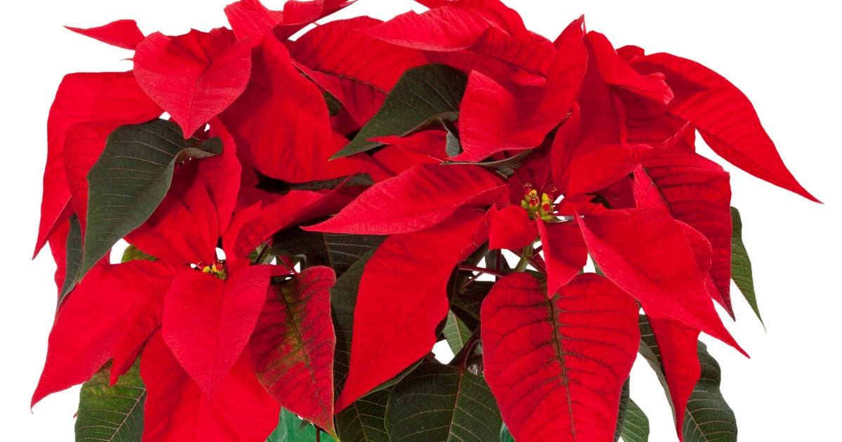 Cómo cuidar la flor de Pascua para que esté perfecta durante todas las