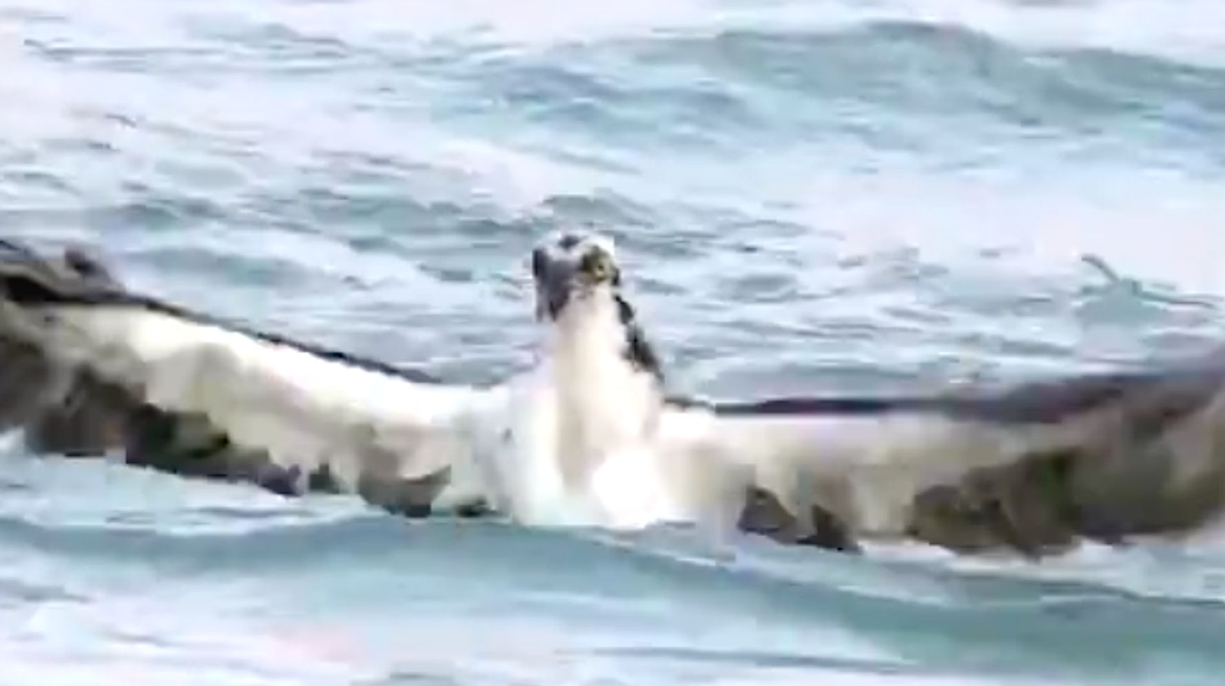 Osprey Reveals Its Hefty Catch In 'Astonishing' Video