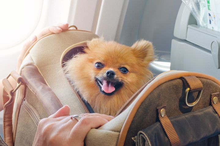 Different airlines have different policies around traveling with animals. But according to a new Department of Transportation rule, airlines are no longer required to recognize emotional support animals as service animals. Instead, ESAs can be treated as pets, and subject to whatever the airline's pet policies may be.