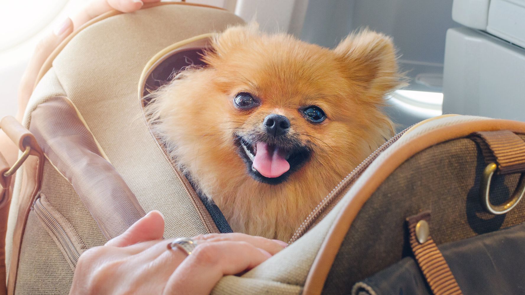 Airlines No Longer Have To Treat Emotional Support Animals As Service Animals