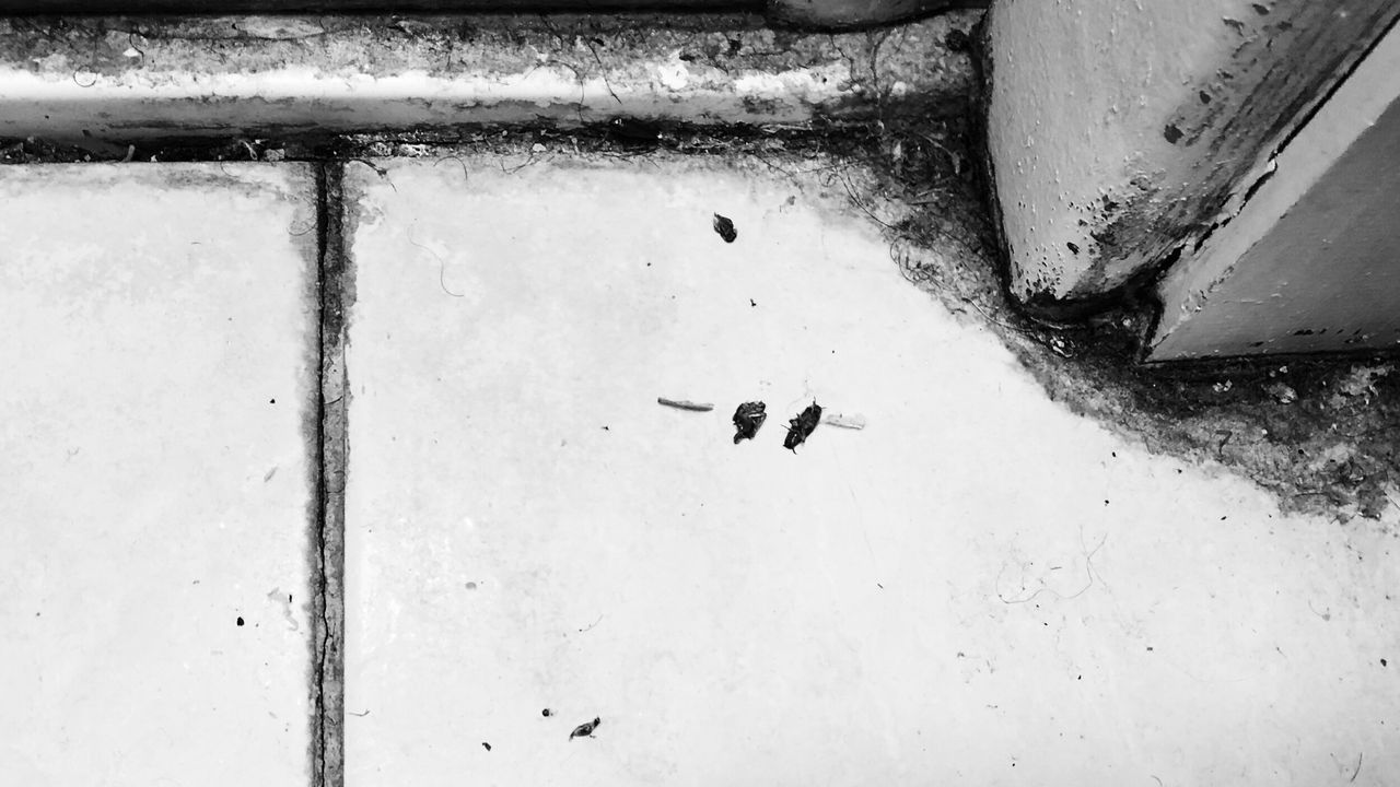 Cockroaches in a bathroom at the building where Rafiat lives.