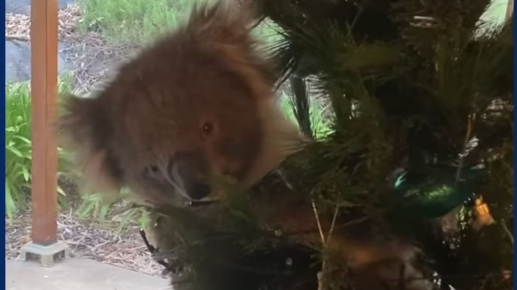 Australian Family Discovers Koala Perched Inside The Christmas Tree