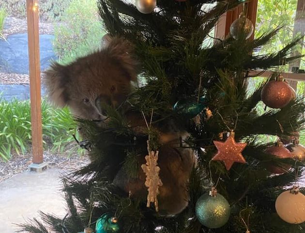 家に帰ったらクリスマスツリーにコアラが 一体なぜ コアラはネットの人気者に ハフポスト