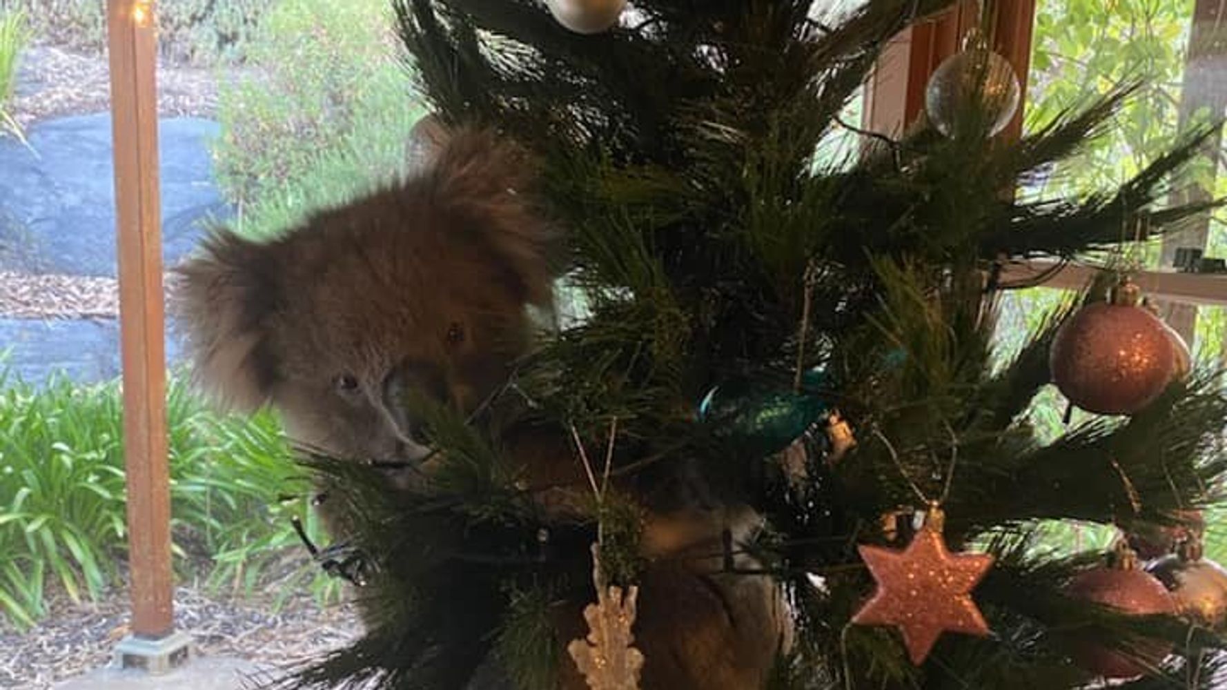 家に帰ったらクリスマスツリーにコアラが 一体なぜ コアラはネットの人気者に ハフポスト World