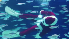 Santa Claus Gets Along Swimmingly With Fish At Tokyo Aquarium 2 5fcac190270000ec015149c3