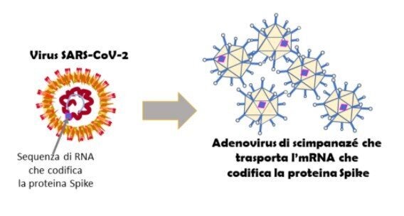 Verso Il Vaccino Astrazeneca Tra Adenovirus E Proteina Spike Di G Forni E A liabue L Huffpost