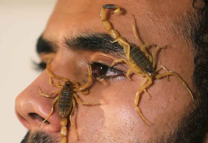 Mohamed Hamdy Boshta, 25-year-old, shows scorpions that he hunted on Egyptian deserts and shores to extract their prized veno
