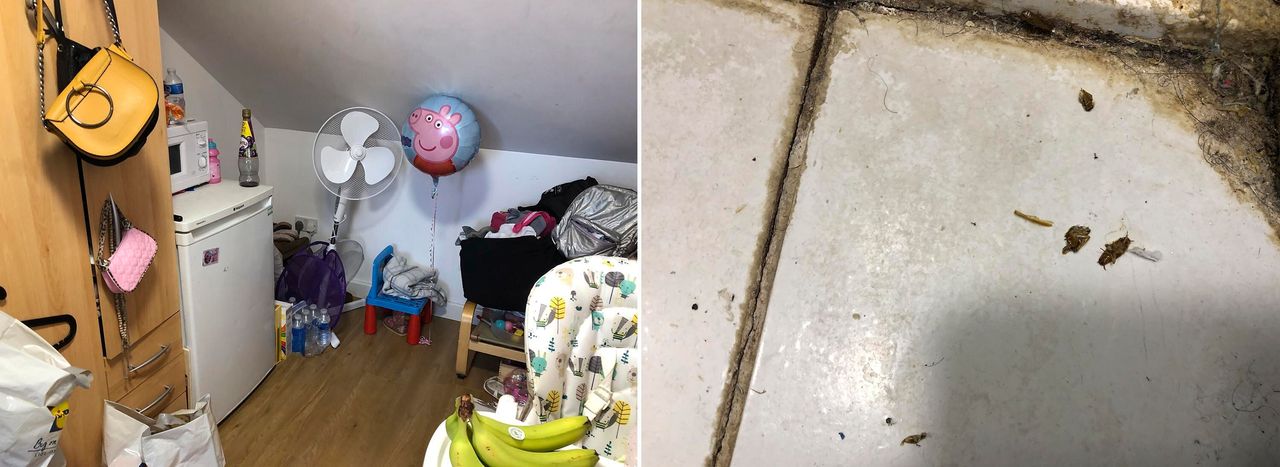 A mother and her two-year-old daughter lived in this loft room (left) at a house in Ilford. Pictured (right) are two cockroaches that were found in the property.