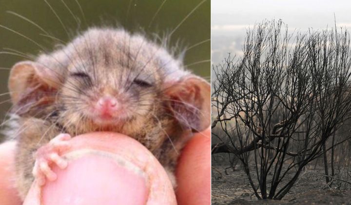 This time last year, catastrophic bushfires destroyed much of the little pygmy possum's habitat on South Australia's Kangaroo Island. Now, ecologists have found the species for the first time since the fires.