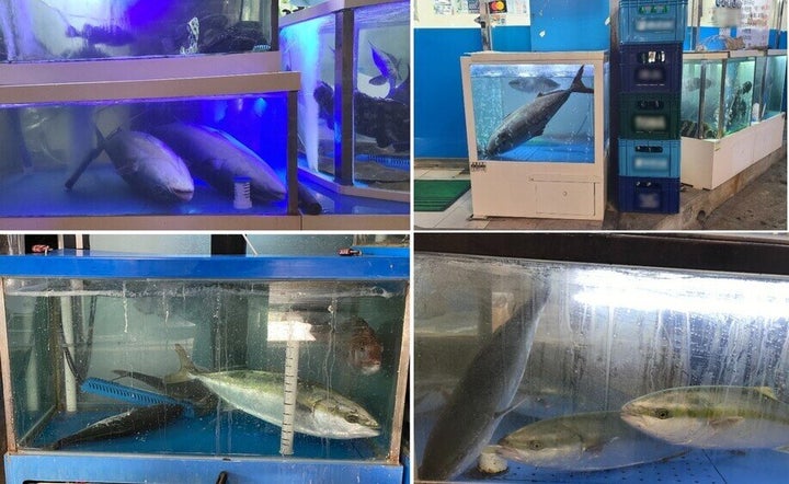 동네 횟집 수조에는 겨울 제철을 맞은 방어들을 어렵지 않게 찾아볼 수 있다.