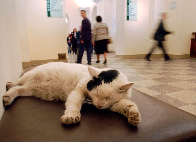 Γάλλος συμπεριέλαβε στην διαθήκη του τις διάσημες γάτες του Μουσείου