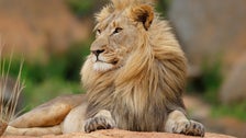 4 Lions At Barcelona Zoo, Spain, Test Positive For COVID-19 2 5fd0bba72400003c139f9f6d