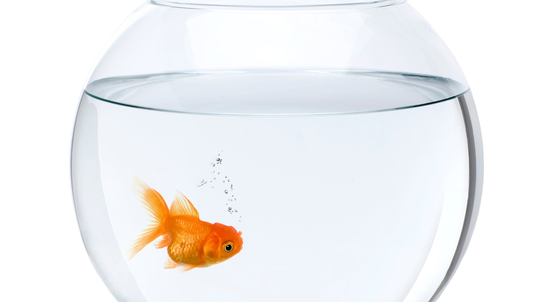 Un Poisson Rouge Etrangement Gros Decouvert En Caroline Du Sud Huffpost Quebec Nouvelles Un Poisson Rouge Etrangement Gros Decouvert En Caroline Du Sud Huffpost Quebec Nouvelles