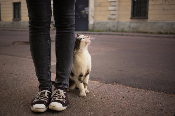 Un gato en la calle. 