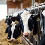 U.S. Challenges Canada's Dairy Quotas In First Trade Spat Under