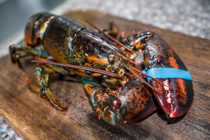 The UK boasts an 'abundance' of fresh lobster
