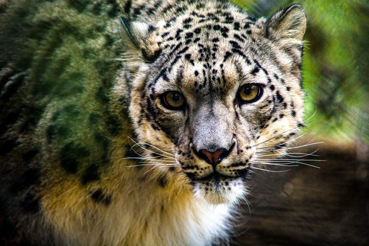 NeeCee, a 5-year-old female snow leopard at the Louisville Zoo, tested positive for SARS-CoV-2, the virus that causes COVID-19 in humans.