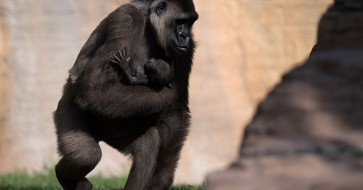 Cher wants to save a gorilla locked in a Bangkok zoo