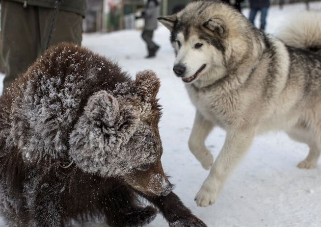 子グマと犬が仲良く格闘技 自然に戻るための訓練が微笑ましい ハフポスト