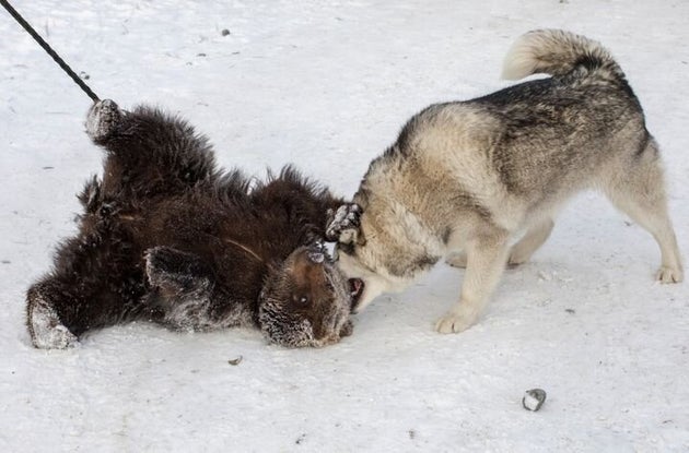 子グマと犬が仲良く格闘技 自然に戻るための訓練が微笑ましい ハフポスト