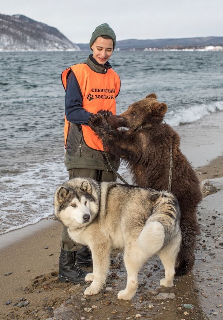 ロミとアンドリュシャを散歩させる、シベリア動物園スタッフのダリア・トリフォノフさん