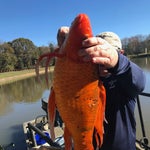 池から4キロの巨大金魚が見つかる。管理官びっくり「誰か探している人いませんか?」