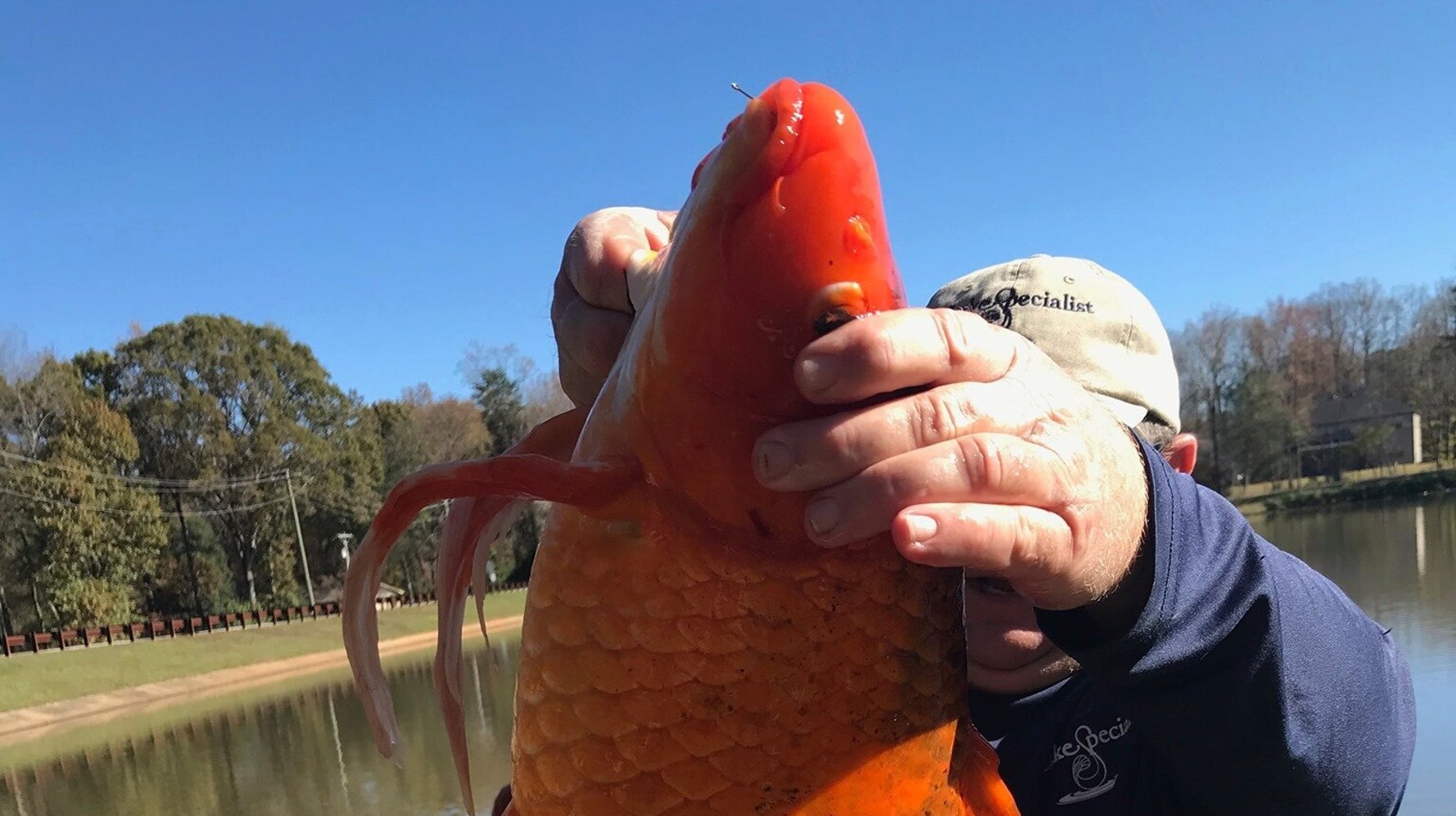 池から4キロの巨大金魚が見つかる 管理官びっくり 誰か探している人いませんか ハフポスト World 池から4キロの巨大金魚が見つかる 管理官びっくり 誰か探している人いませんか ハフポスト World