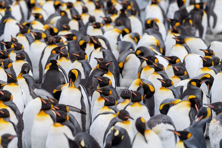 King penguins on South Georgia Island.