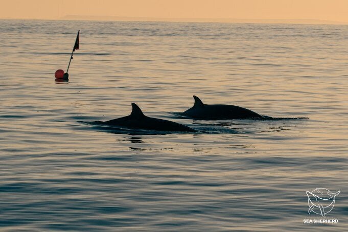 Two beaked whales, possibly members of a new species.