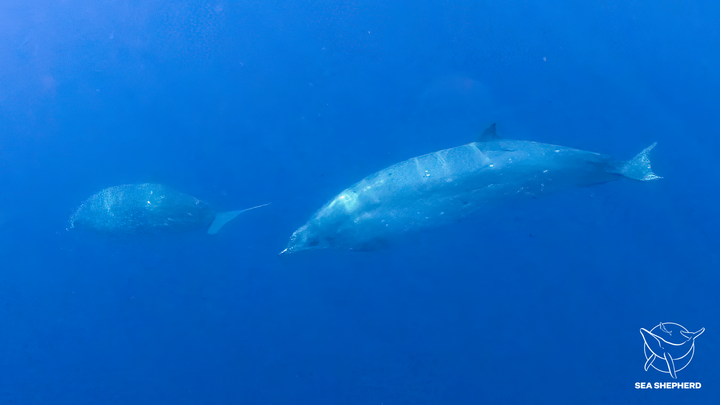 Two beaked whales, potentially belonging to a newly discovered species, swim underwater.