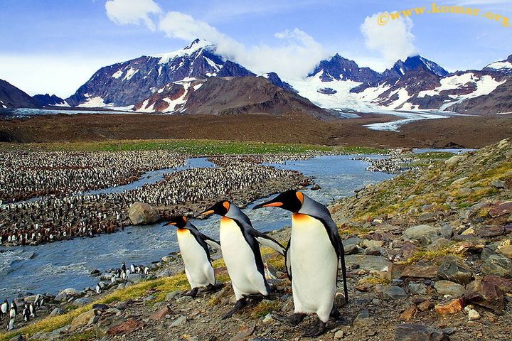 Penguins are seen in South Georgia Island, in this undated photo obtained by Reuters December 11, 2020. 