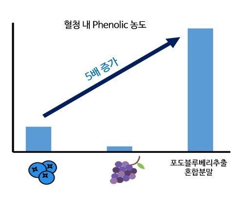 포도와 블루베리를 식품으로 먹을 때보다 <strong>포도블루베리추출혼합분말(Memophenol™)</strong>로 섭취할 때 혈청 내 폴리페놀 수치가 5배 증가하는 것으로 나타났다.
