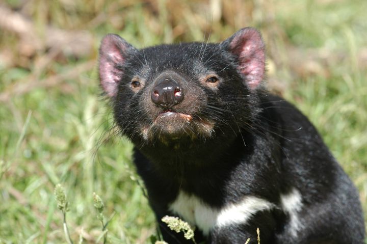 Tasmanian devils are an endangered carnivorous marsupial native to Australia. Researchers in Ohio recently learned they glow under ultraviolet light.