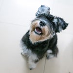 Las 21 razas de perros más