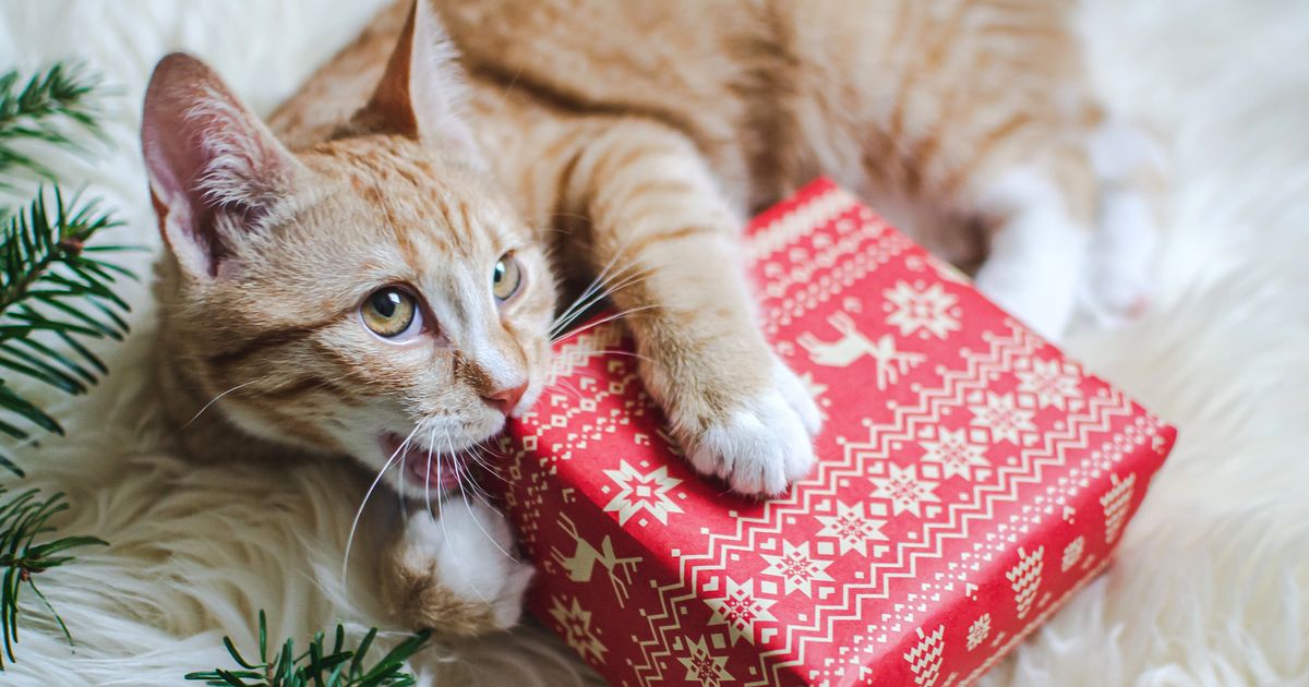 How To Prepare For Your First Christmas With A New Pet