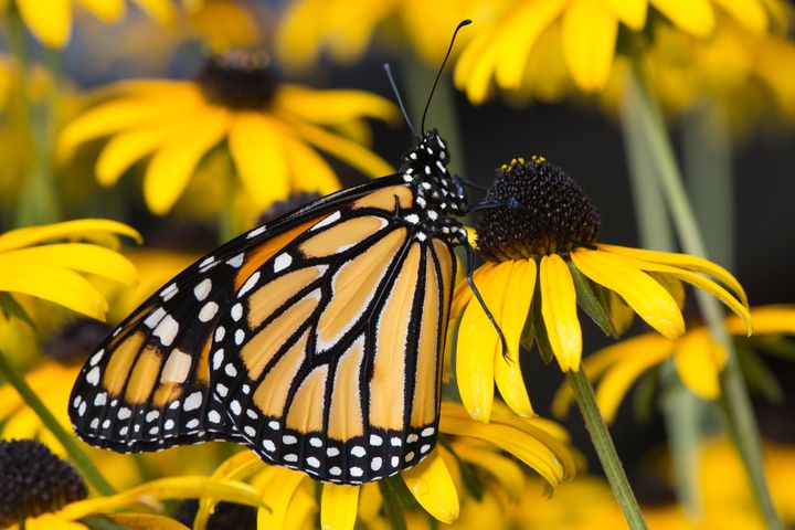 A butterfly on a yellow flower in Ohio.